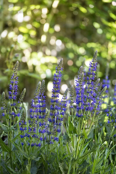 Blooming Salvia Nemorosa Flowers Garden — 스톡 사진