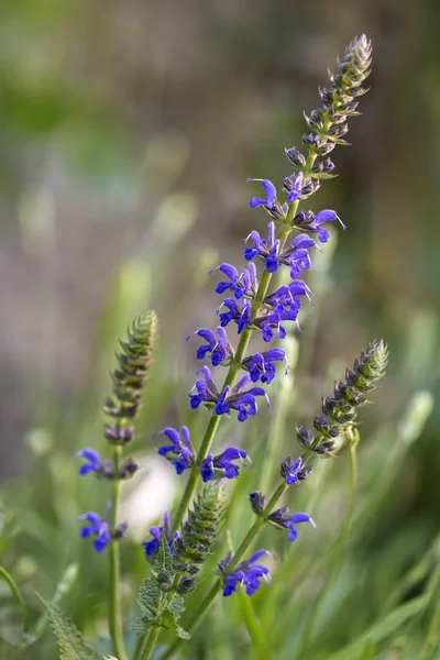 Blühende Salvia Nemorosa Blüht Garten — Stockfoto