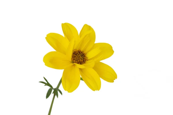 Квітка Ферифілії Ізольована Білому — стокове фото