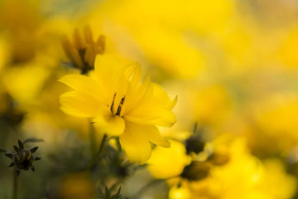 Bidens Ferulifolia Fleurs Dans Jardin — Photo