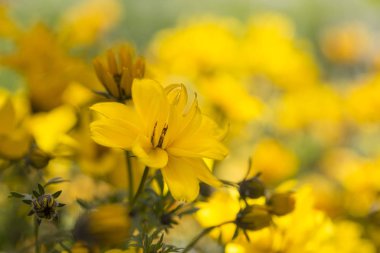 Bahçede ferulifolia çiçekleri açıyor.