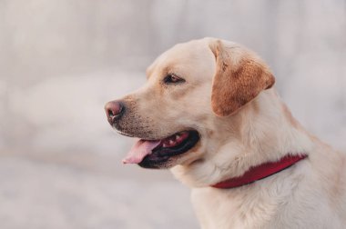 Soluk Labrador profil portre