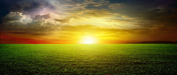 Field of spring grass and sunset