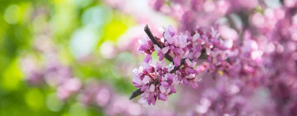 Gałąź sakkury, różowy na tle bokeh — Zdjęcie stockowe