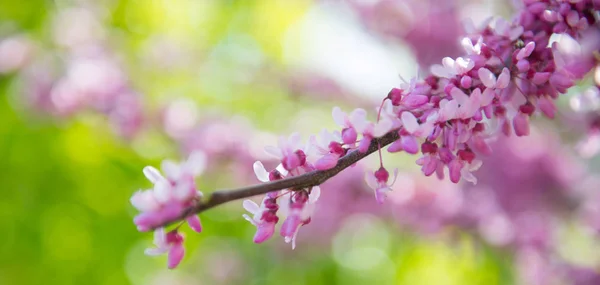 Sakura-Zweig, rosa auf dem Hintergrund eines Bokeh — Stockfoto