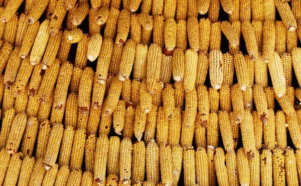 Cortezas de maíz como fondo —  Fotos de Stock