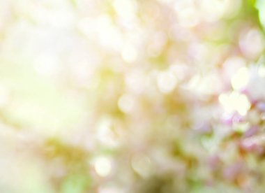 Sakura şube, bir bokeh arka plan üzerinde pembe