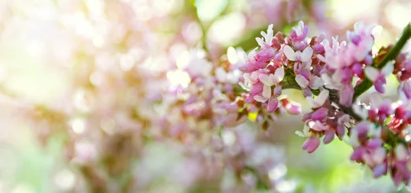 Sakura větev, růžové na pozadí bokeh — Stock fotografie