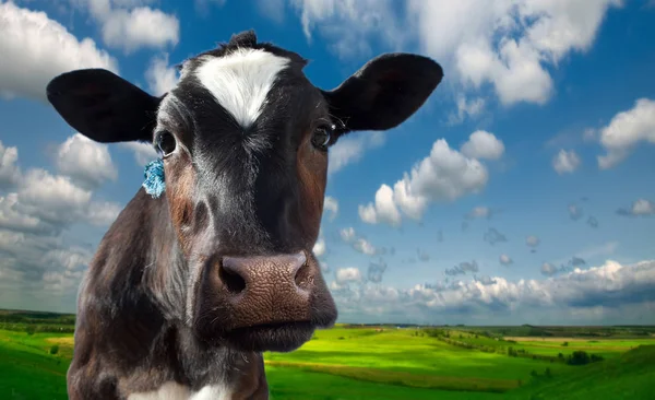 Vaca manchada. Contra o fundo de prados e campos em um dia ensolarado brilhante — Fotografia de Stock