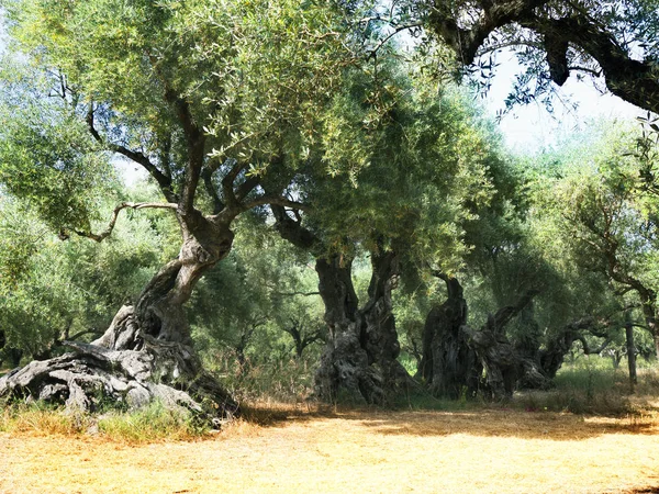 Het eiland Zakynthos. Zeer oude olijfgaard. — Stockfoto
