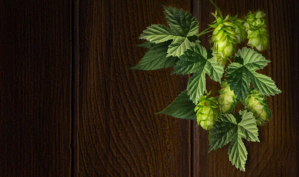 Genç, taze, atlama sayısının bir arka plan siyah yakın çekim yeşil.