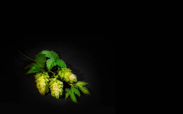 Young, fresh, green hops on a black background close-up. — Stock Photo, Image