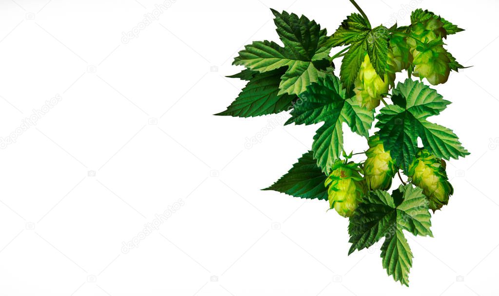 Hop, isolate, white background Green hops, isolated on white background