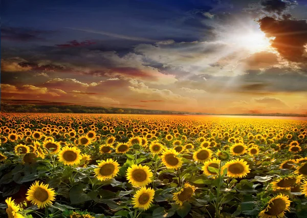 Campo de girassóis bonito no fundo por do sol — Fotografia de Stock