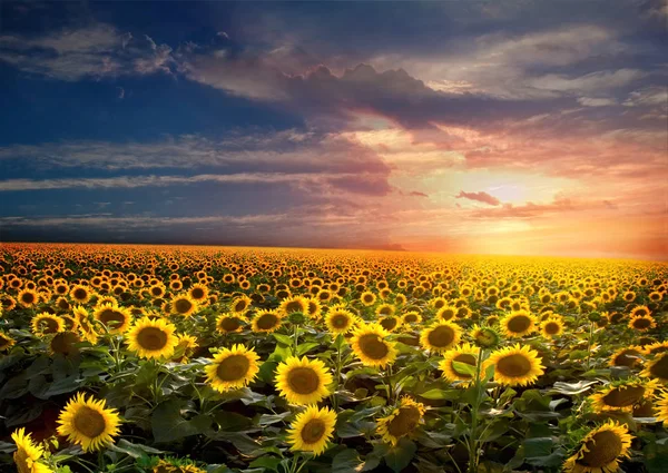 Schöne Sonnenblumen Feld auf Sonnenuntergang Hintergrund — Stockfoto