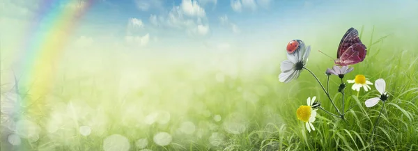 Ladybug on flowers — Stock Photo, Image