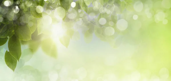 Abstract spring background with bokeh effects. — Stock Photo, Image