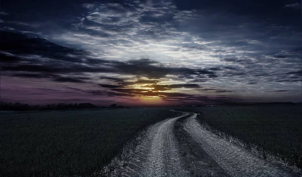 Straße durch das Feld des jungen Weizens — Stockfoto