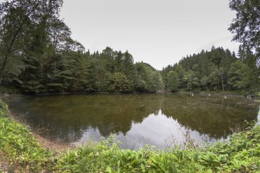 Yapraklı orman ile göl