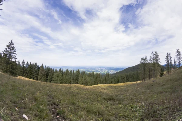 Terreno erboso con bosco e montagna — Foto Stock