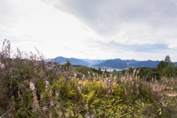 Terreno erboso con bosco e montagna — Foto Stock