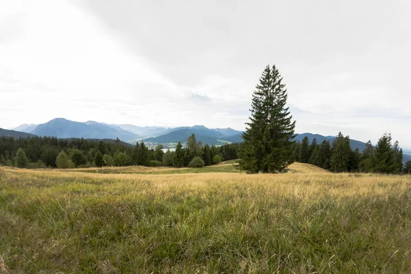 Grass field with forest and mountain — Stock Photo, Image