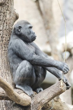 Düşünceli bir ağaçta oturuyor goril