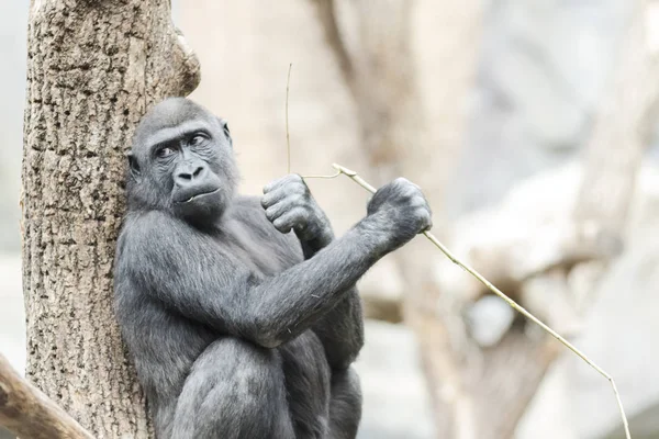 Gorilla sitzt nachdenklich auf einem Baum — Stockfoto