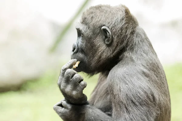 Közeli kép: gorilla étkezési gyümölcs portréja — Stock Fotó