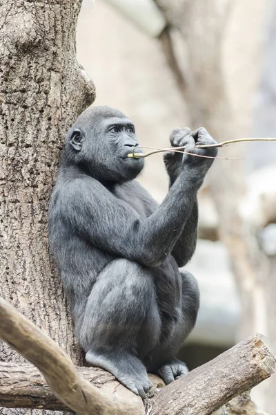 Gorilla sitzt nachdenklich auf einem Baum — Stockfoto