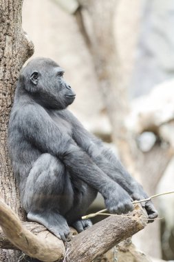 Düşünceli bir ağaçta oturuyor goril