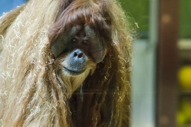 Oranguntan yürüyüş yakın çekim portre