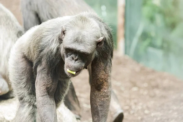 Chimpancé buscando comida en el suelo — Foto de Stock