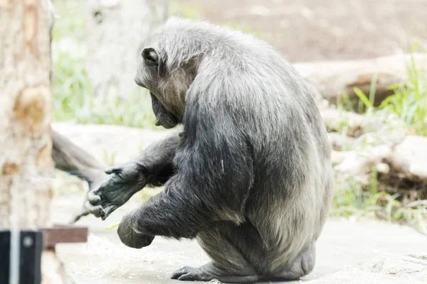 Chimpancé buscando comida en el suelo — Foto de Stock