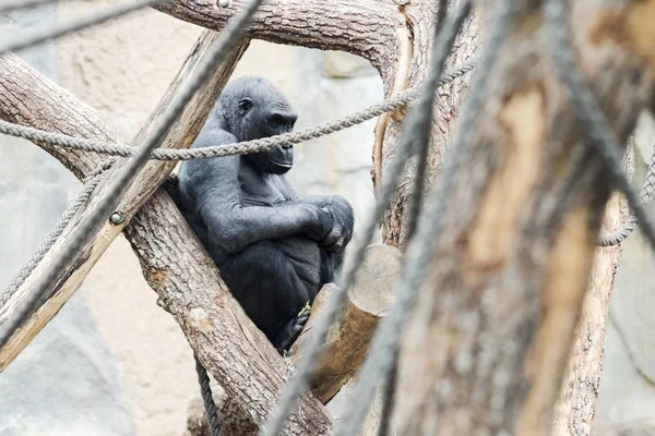 Gorila sentado en un árbol pensativamente — Foto de Stock