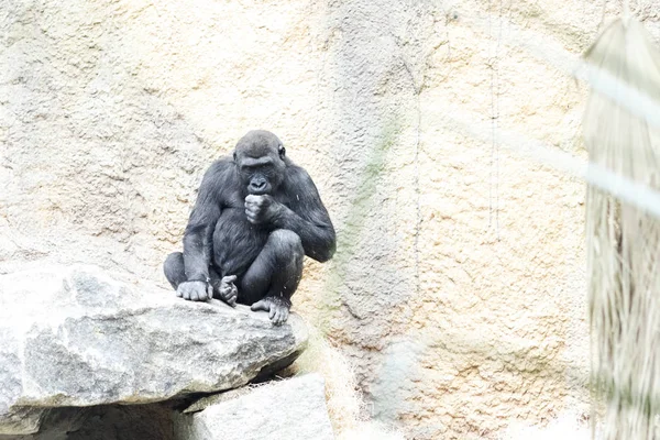 Gorilla ül egy kövön elgondolkodva — Stock Fotó