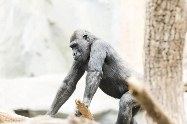 Gorila sentado en un árbol pensativamente — Foto de Stock