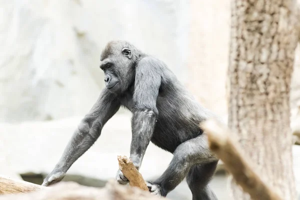 Gorila sentado en un árbol pensativamente — Foto de Stock