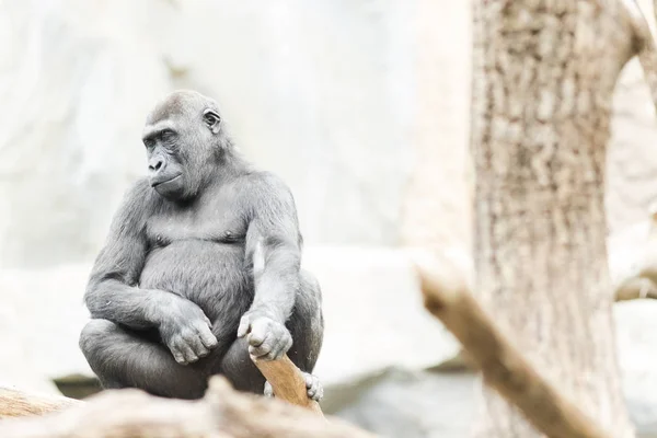 Gorilla ül egy fa elgondolkodva — Stock Fotó