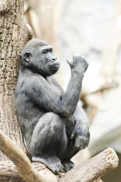 Gorila sentado en un árbol pensativamente — Foto de Stock