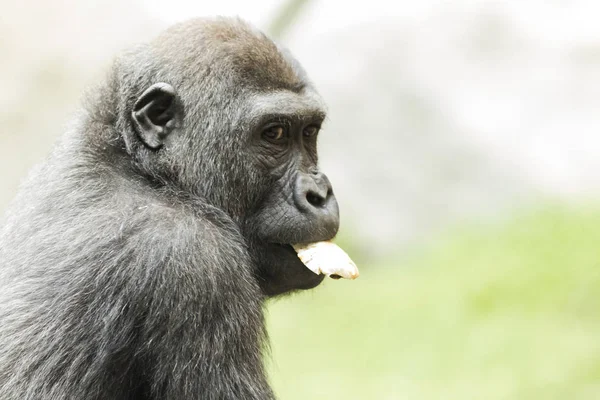 Retrato de cerca del gorila comiendo fruta — Foto de Stock