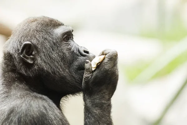 Közeli kép: gorilla étkezési gyümölcs portréja — Stock Fotó