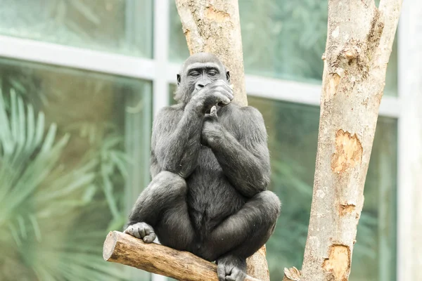 Gorilla ül egy fa elgondolkodva — Stock Fotó