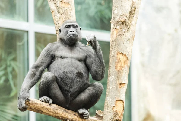 Gorilla sitzt nachdenklich auf einem Baum — Stockfoto