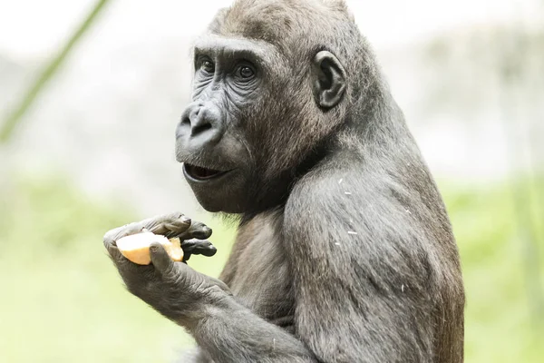 Nahaufnahme: Gorilla frisst Früchte — Stockfoto