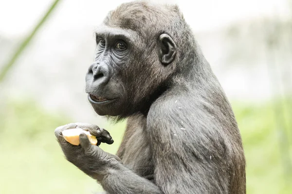 Retrato de cerca del gorila comiendo fruta — Foto de Stock