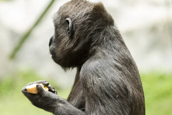 Retrato de cerca del gorila comiendo fruta — Foto de Stock