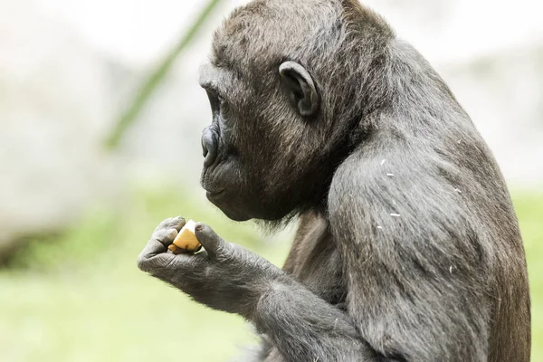 Retrato de cerca del gorila comiendo fruta — Foto de Stock