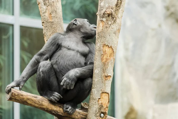 Gorila sentado en un árbol pensativamente — Foto de Stock