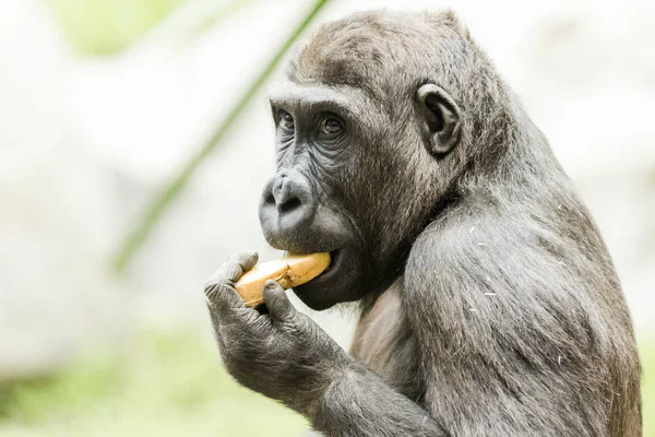 Close-up portrait of gorilla eating fruit — Stock Photo, Image